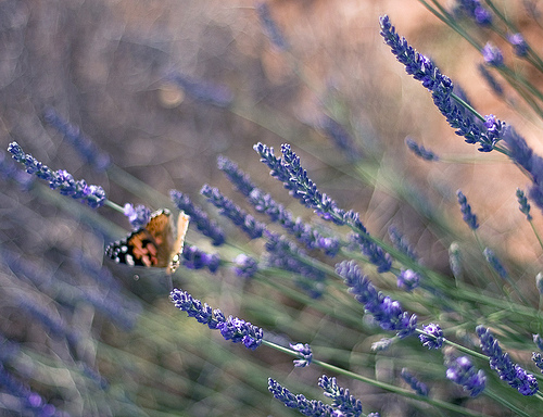 papillon sur lavande par sallyheis