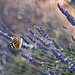 papillon sur lavande par sallyheis - Antibes 06600 Alpes-Maritimes Provence France