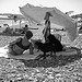 The lady and three dogs par Lenny Farmer - Cagnes sur Mer 06800 Alpes-Maritimes Provence France