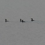 La patrouille du lac par bernard BONIFASSI - Le Broc 06510 Alpes-Maritimes Provence France