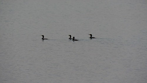 La patrouille du lac by bernard BONIFASSI