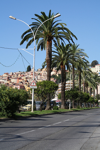 Les palmiers de Menton by Serena Passerotti