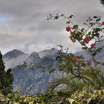 Paysage à la rose - Menton par Charlottess - Menton 06500 Alpes-Maritimes Provence France