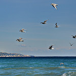 Mouettes sur la côte d'azur par Charlottess - Menton 06500 Alpes-Maritimes Provence France