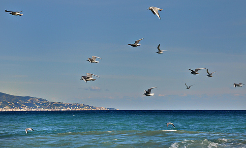 Mouettes sur la côte d'azur par Charlottess