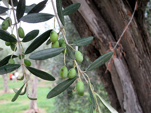 Green Olives par russian_flower
