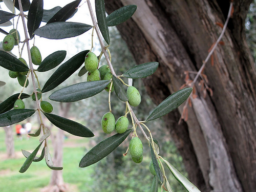 Green Olives by russian_flower