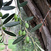 Green Olives par russian_flower - Nice 06000 Alpes-Maritimes Provence France