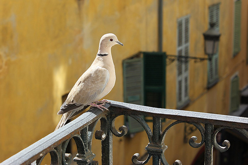 Our frequent visitor by russian_flower