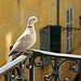 Our frequent visitor by russian_flower - Nice 06000 Alpes-Maritimes Provence France