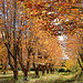 Ambiance automnale - Pertuis - La Loubière par Charlottess - Pertuis 84120 Alpes-Maritimes Provence France