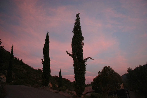 Sunset on cypresses by Sokleine