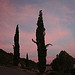 Sunset on cypresses by Sokleine - Puget Theniers 06260 Alpes-Maritimes Provence France