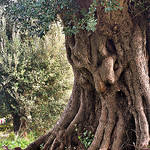 Le vieil olivier par Charlottess - Roquebrune Cap Martin 06190 Alpes-Maritimes Provence France