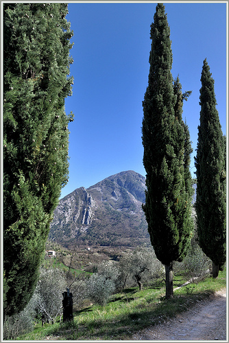 Cyprès, Verticaux - Sospel par Charlottess