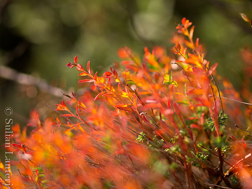 Colors of autumn in Provence by sulian.lanteri