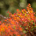 Colors of autumn in Provence par sulian.lanteri - Sospel 06380 Alpes-Maritimes Provence France
