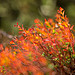 Colors of autumn in Provence by sulian.lanteri - Sospel 06380 Alpes-Maritimes Provence France