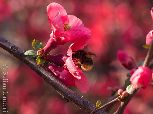 Back to work, spring is here par sulian.lanteri