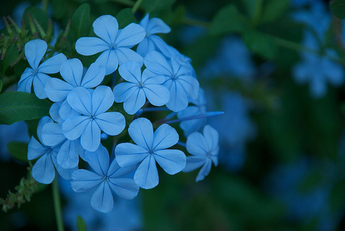 Fleur bleue by Michele Livan 2012