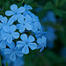 Fleur bleue par Michele Livan 2012 - Saint-Paul de Vence 06570 Alpes-Maritimes Provence France