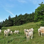 Troupeau de vaches sous le noyer par bernard BONIFASSI - Thiery 06710 Alpes-Maritimes Provence France