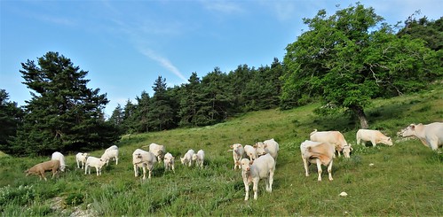 Troupeau de vaches sous le noyer par bernard BONIFASSI