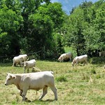 Vaches en pâturage par bernard BONIFASSI - Thiery 06710 Alpes-Maritimes Provence France