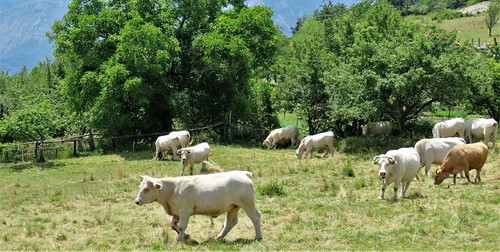Vaches en pâturage by bernard BONIFASSI