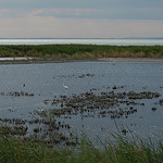 Camargue - La Capelière  by nonsolofoto.g -   Alpes-Maritimes Provence France