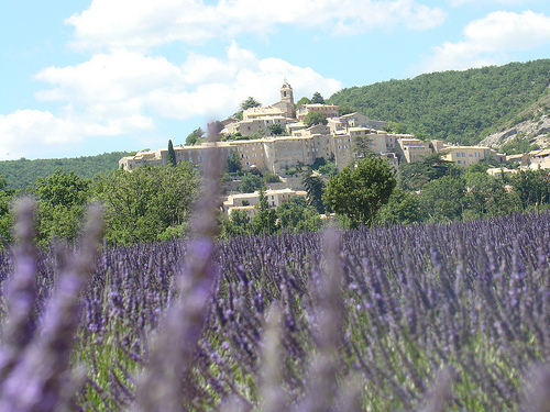 Banon entouré de lavande par UniqueProvence