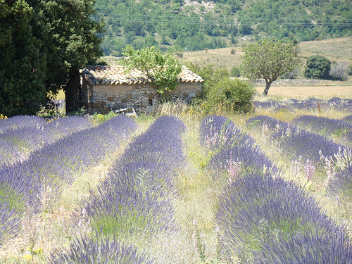 Lavender field in La Haute Provence par UniqueProvence