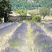 Lavender field in La Haute Provence par UniqueProvence - Banon 04150 Alpes-de-Haute-Provence Provence France