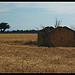 Champs de blé et de lavande à Valensole par Patchok34 - Brunet 04210 Alpes-de-Haute-Provence Provence France