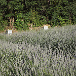 Ruches qui attendent leur lavande par Locations Moustiers - Chateauredon 04270 Alpes-de-Haute-Provence Provence France