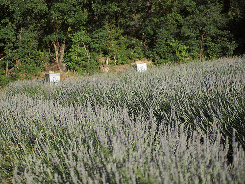 Ruches qui attendent leur lavande by Locations Moustiers