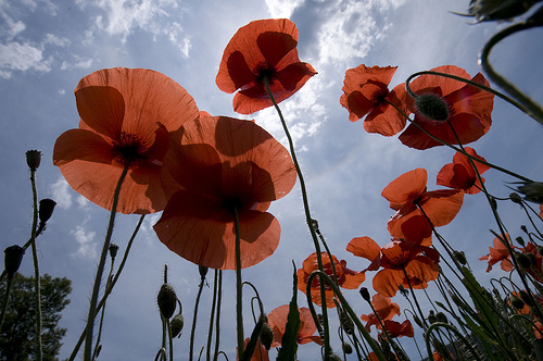 Coquelicots by Thierry B