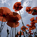 Coquelicots by Thierry B - Dauphin 04300 Alpes-de-Haute-Provence Provence France