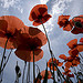 Coquelicots par Thierry B - Dauphin 04300 Alpes-de-Haute-Provence Provence France