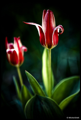 Tulipes rouges et blanches par Michel-Delli