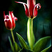 Tulipes rouges et blanches by Michel-Delli - Digne les Bains 04000 Alpes-de-Haute-Provence Provence France