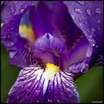 Rainy spring - purple by Michel-Delli - Digne les Bains 04000 Alpes-de-Haute-Provence Provence France
