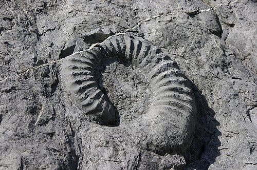 La Dalle à ammonites by Géo-photos