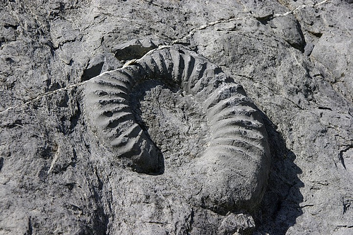 La Dalle à ammonites par Géo-photos