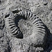 La Dalle à ammonites par Géo-photos - Digne les Bains 04000 Alpes-de-Haute-Provence Provence France