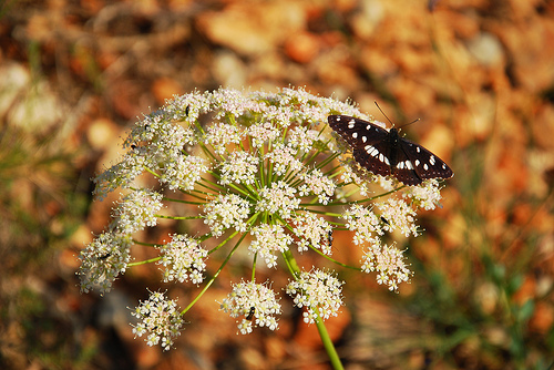 Umbrella & buterfly by Josiane D.