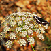 Umbrella & buterfly by Josiane D. - Esclangon 04000 Alpes-de-Haute-Provence Provence France