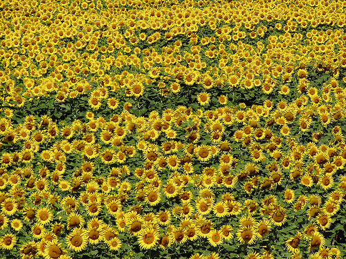 Champ de tournesol tout jaune by Locations Moustiers