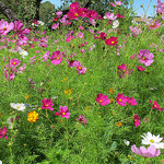 Vive les couleurs - fleurs roses by Qtune - Forcalquier 04300 Alpes-de-Haute-Provence Provence France
