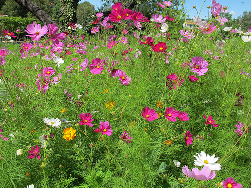 Vive les couleurs - fleurs roses par Qtune